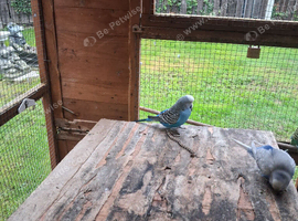 Blue budgie