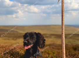 Trained cocker spaniel