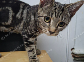 Tabby, Black kittens