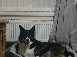 Jack - Tricolour border Collie
