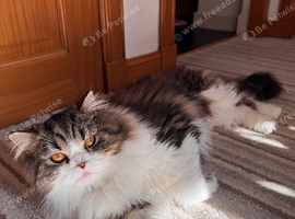 Scottish fold