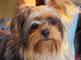 Yorkshire Terrier puppies available from Licensed Breeder.
