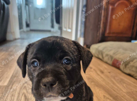 Frenchie x staffie puppies