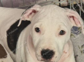 Only 1 Staffordshire Bull Terrier puppies left! ️