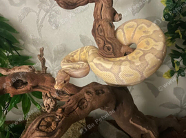 firebelly x banana albino royal python