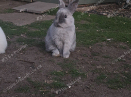 Stunning Mini Lop x Netherland Dwarf Kits (Including Blue-Eyed Whites!)