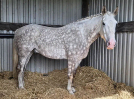 16.2hh 8 year old Irish Draught Gelding