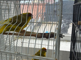 Kakarikis for sale very playful and friendly