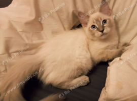 Ragdoll x  kittens