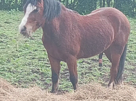 Looking for a loving home for jj