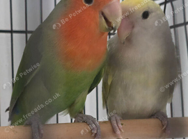 Pair of lovebirds