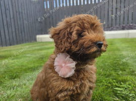 F2b cockapoo beautiful wee pup