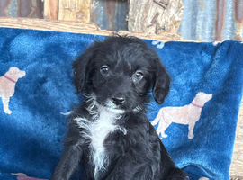 Bordoodle puppies