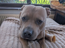 American Staffordshire