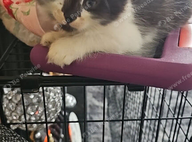 2 lefted 10 week old kittens ready for forever home