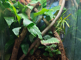 Cuban False Chameleon
