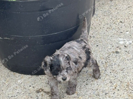 Beautiful Cavapoo Puppies Looking for Loving Homes