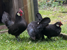 Black Rosecomb Bantams