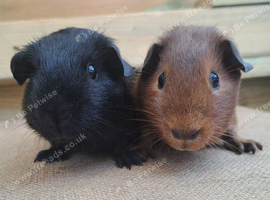 2 young boars