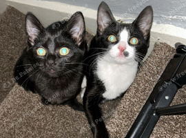 Yoda & Cookie