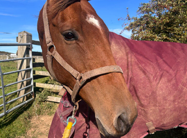 17hh 11yr old TB gelding
