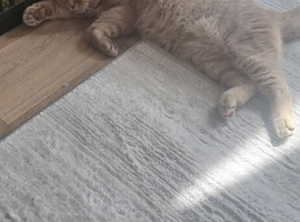 Male 1 year old