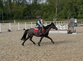 Super Star 11hh Black Pony - Confidence Giver & All-Rounder!