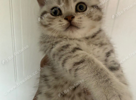 Lovely male kittens