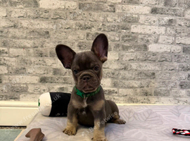 K.c French bulldog