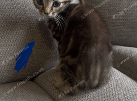Beautiful Tabby X Kittens
