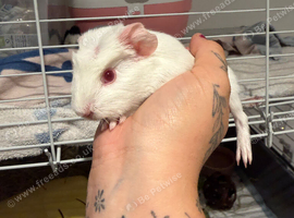 Two baby boy guinea pigs