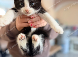4 beautiful kittens