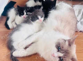 Ragdoll Cross Kitten