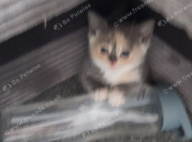 Kitten ready to go female bsh cross