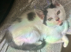 Female kitten ready for her forever home.