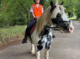 Mini Cob 13hh