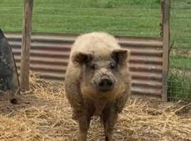 Beautiful Mangalitsa Cross Weaners &ndash; Ready End Of March