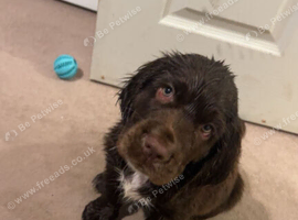 Clumber spaniel puppy