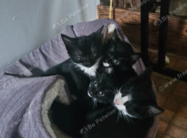 Tuxedo kittens