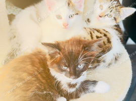 3 wonderfull kittens