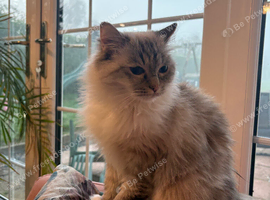 Pedigree Ragdoll female