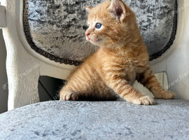 Boy & Girl Kittens Ready to Reserve