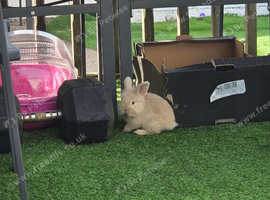 Mini lop/ lion head mix baby