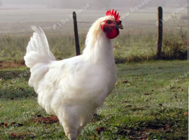 WANTED - BRESSE CHICKENS