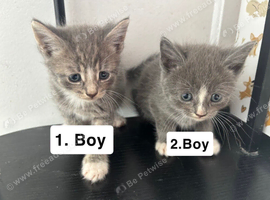 Cats for sale