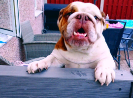 Female english bulldog