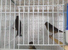 Canary for sale