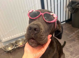 Cane corso cross presa canario