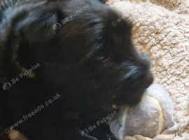 6 scottiah terrier puppies