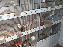 Plastic  canary cages for ssle